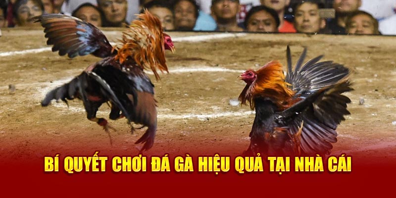 Bí quyết chơi đá gà 18Win hiệu quả từ cao thủ hàng đầu