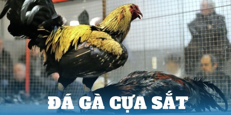 Đá gà cựa sắt