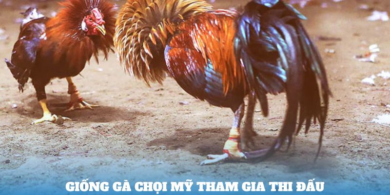 Giống gà chọi Mỹ tham gia thi đấu