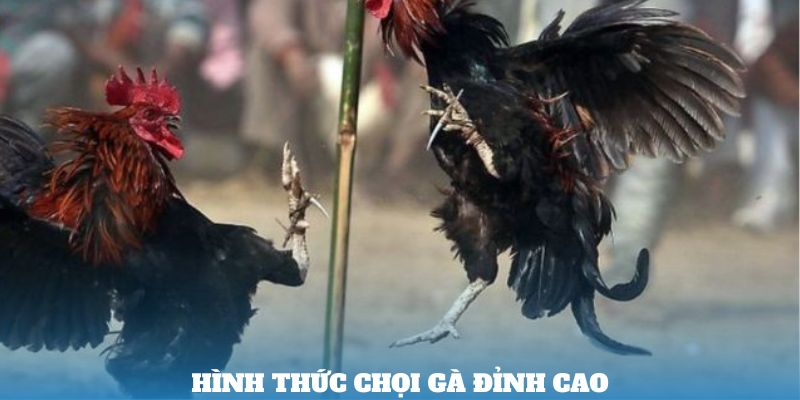 Hình thức chọi gà đỉnh cao