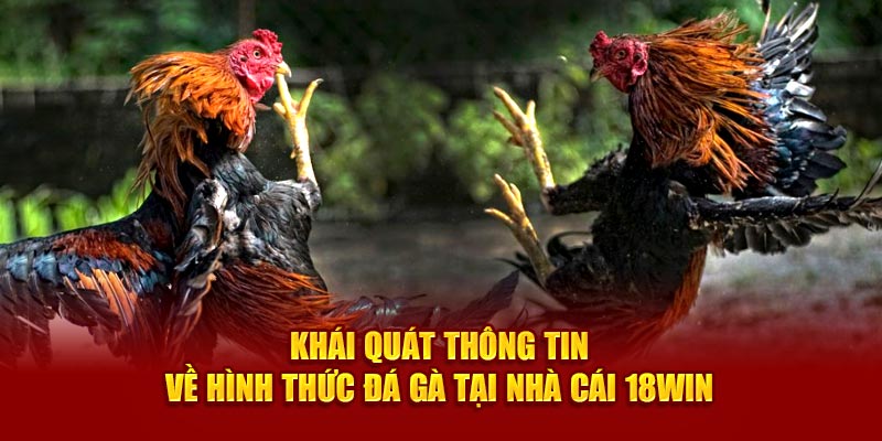 Khái quát thông tin về hình thức đá gà 18Win