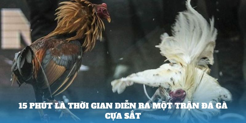 15 phút là thời gian diễn ra một trận đá gà cựa sắt